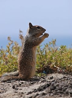 Black's Beach Rodent not sure if it is a chipmunk or squirrel. It lives in the rocks at the beach. California ground squirrel,Eastern gray squirrel,Otospermophilus beecheyi,Sciurus carolinensis
