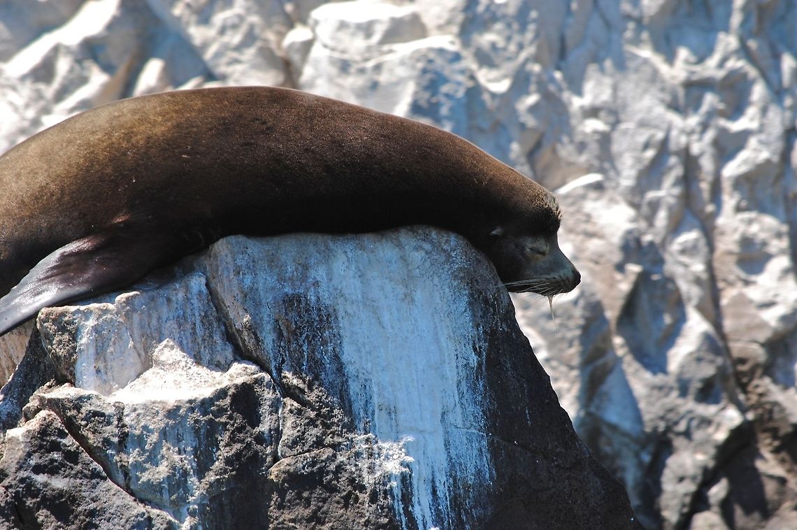 Snoring Seal In Cabo San Lucas. Arctocephalus townsendi,Guadalupe fur seal