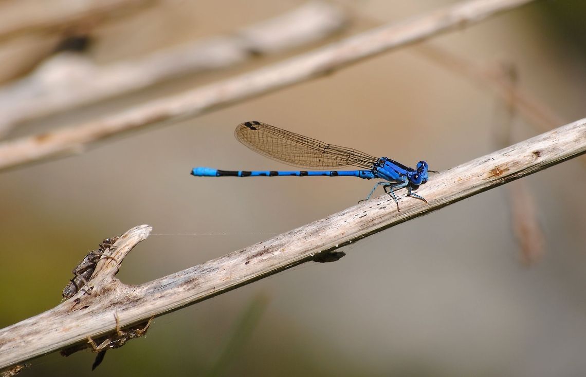 Argia vivida Taken at the Elfin Forest in Southern California. Not sure what the two smaller bugs in the bottom left are. Argia vivida