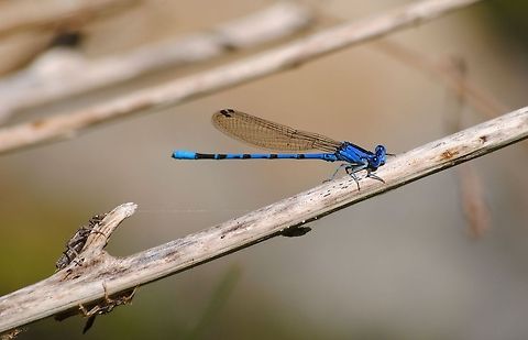 Argia vivida Taken at the Elfin Forest in Southern California. Not sure what the two smaller bugs in the bottom left are. Argia vivida