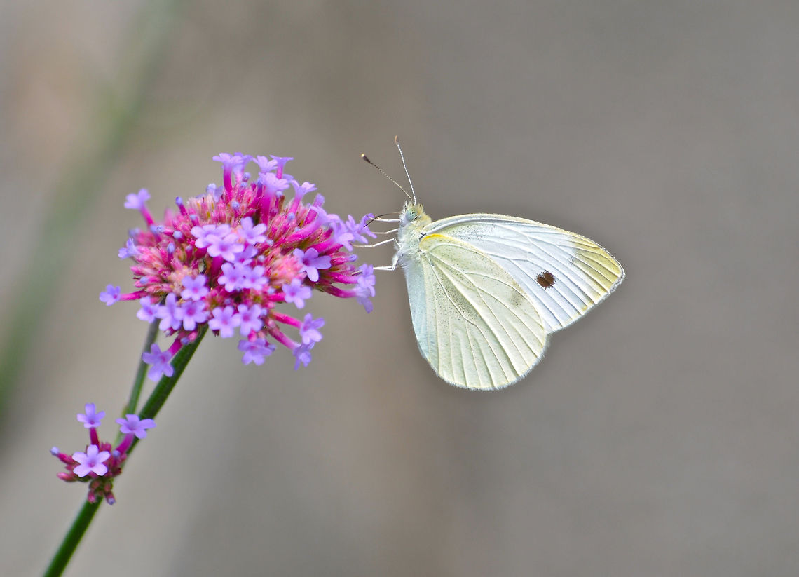 Spotted Butterfly Taken at Wave Hill in New York. Pieris rapae,Small White