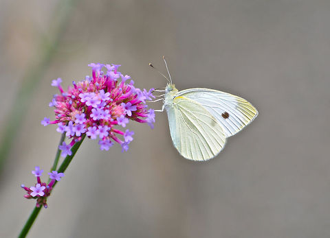 Spotted Butterfly Taken at Wave Hill in New York. Pieris rapae,Small White