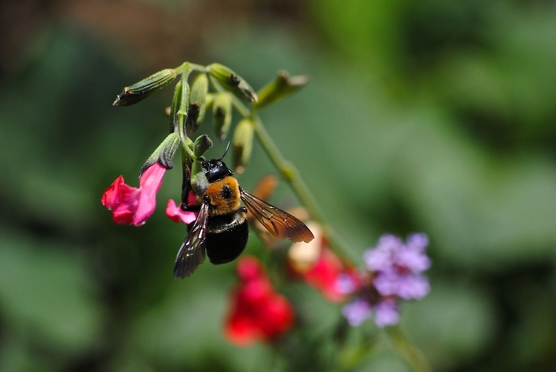 Big Bee Not sure what type of Bee this is, but it sure is big.