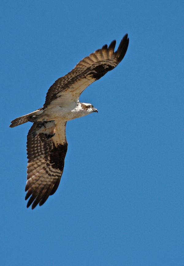 Lunchtime The Osprey is common near Shawnigan Lake in British Columbia. Osprey,Pandion haliaetus