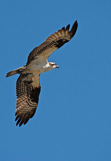 Lunchtime The Osprey is common near Shawnigan Lake in British Columbia. Osprey,Pandion haliaetus