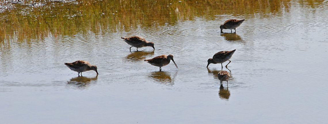 Sand Crane? I think these are sand cranes but not sure. Marsh Sandpiper