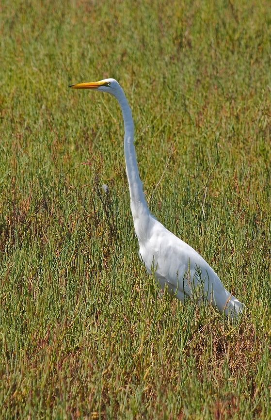 The Great Egret Taken at the San Elijo Lagoon. Ardea alba,Great Egret
