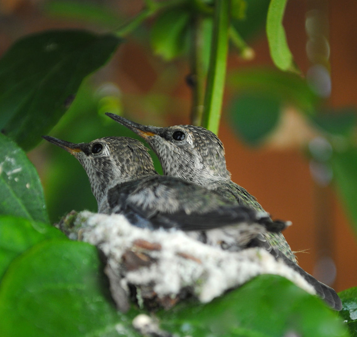 Twin Hummingbirds These two guys grew up in my backyard.