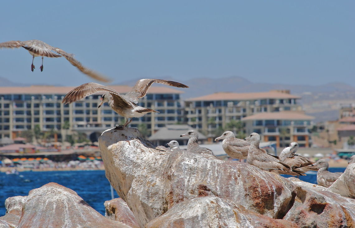 Mexican Seagulls  Heermanns Gull,Larus heermanni
