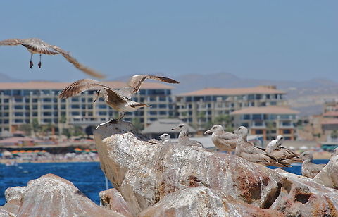 Mexican Seagulls  Heermanns Gull,Larus heermanni
