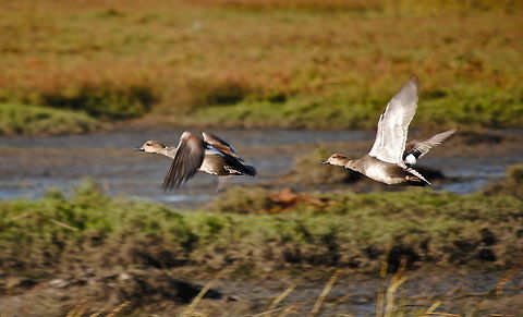 Flying Ducks  Anas platyrhynchos,Mallard