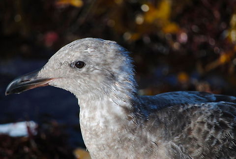 Grey Seagull  Heermanns Gull,Larus heermanni