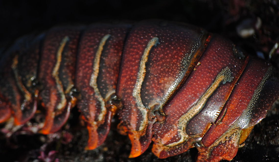 Lobster Tail  crustaceans