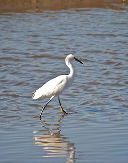 Snow Heron  Egretta thula,Snowy Egret
