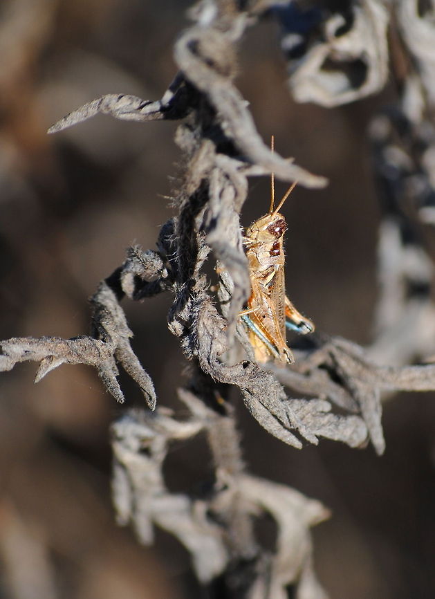 Grasshopper  grasshopper