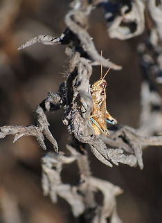 Grasshopper  grasshopper