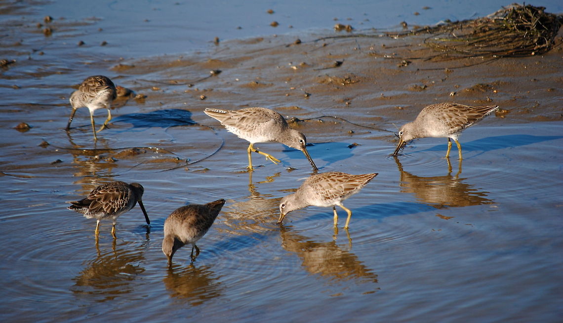 Family of Birds  Marsh Sandpiper,Tringa stagnatilis