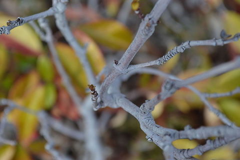 Autumn
