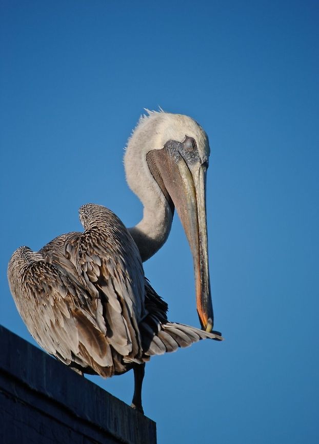 Large Pelican  Pelecanus rufescens,Pink-backed Pelican
