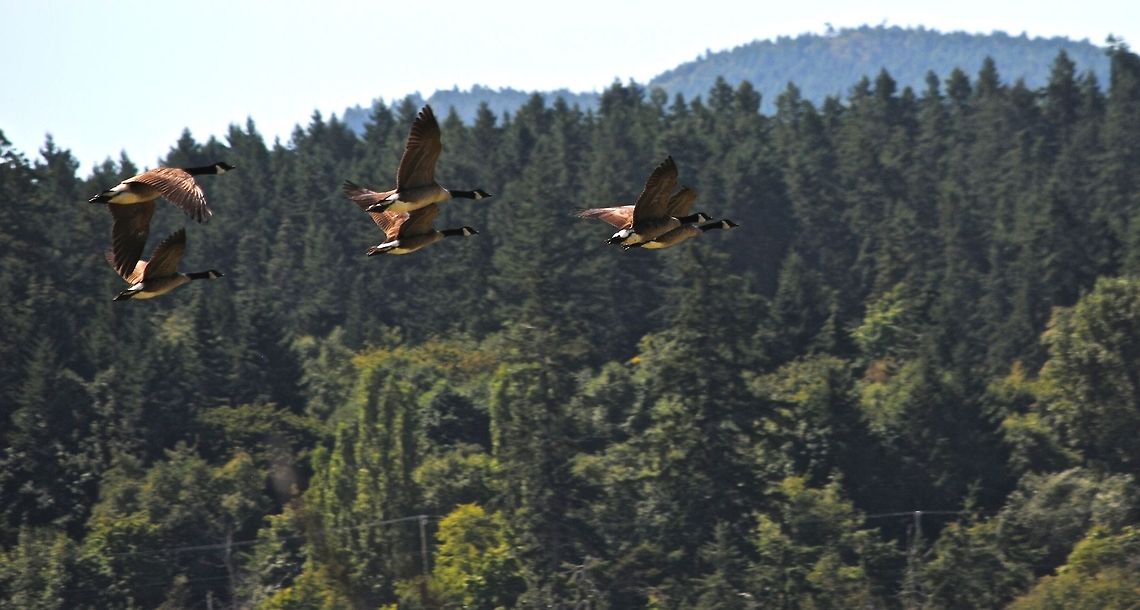 Canadian Geese  Branta canadensis,Canada Goose,Canadian Goose