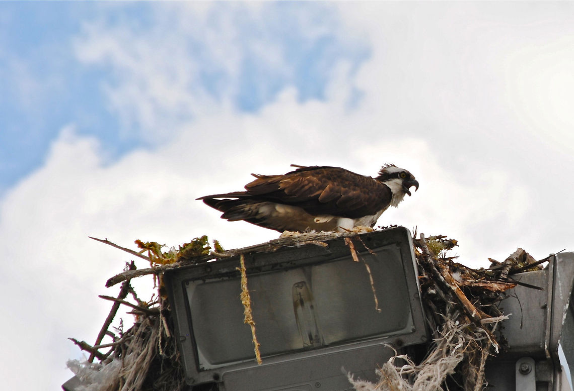 Osprey In Nest  Osprey,Pandion haliaetus
