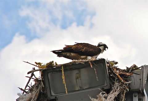 Osprey In Nest  Osprey,Pandion haliaetus