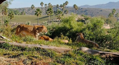Lions San Diego Wild Animal Park Lion,Panthera leo,african lion