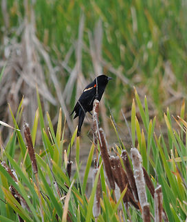 Red-winged Blackbird  Agelaius phoeniceus,Red-winged Blackbird