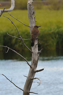 Yellowhammer Woodpecker  Colaptes auratus,Northern Flicker