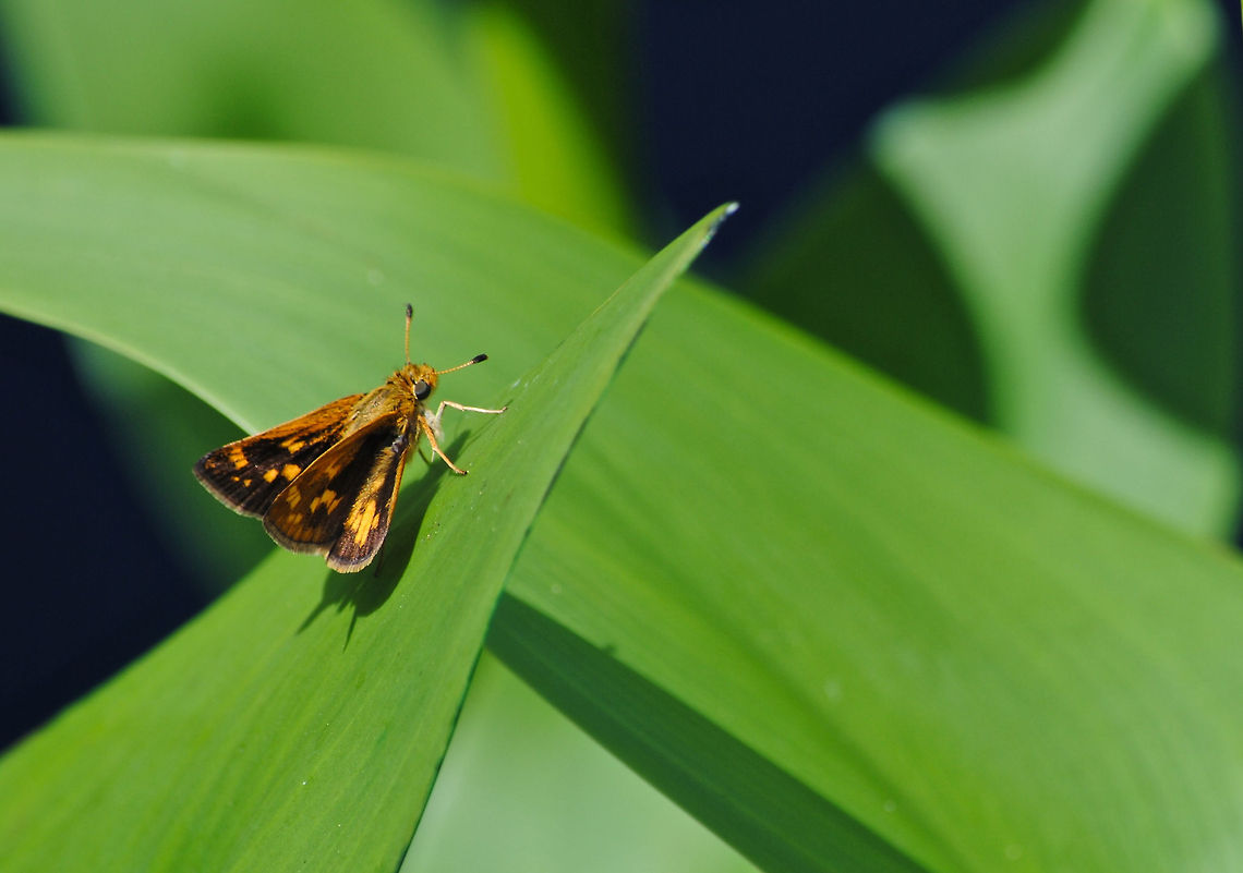 Peck's Skipper  Pecks Skipper,Polites peckius