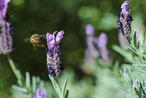 Buzzing Bee  Apis mellifera,Western honey bee