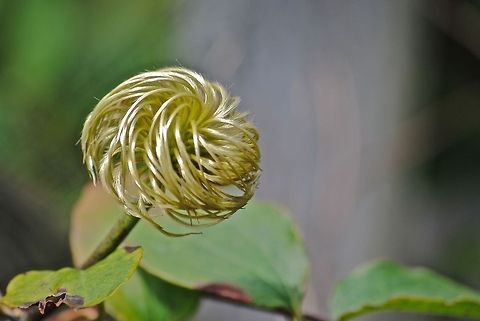 Swirled Plant Clematis sp.?