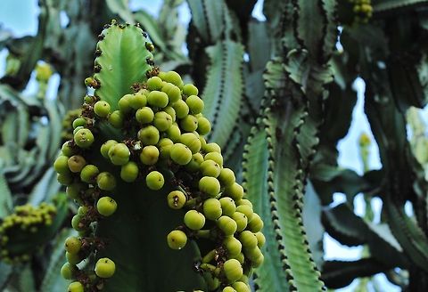 Cactus Berries