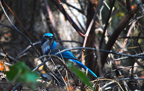 Western Scrub-jay  Aphelocoma californica,Western Scrub Jay,Western Scrub-jay