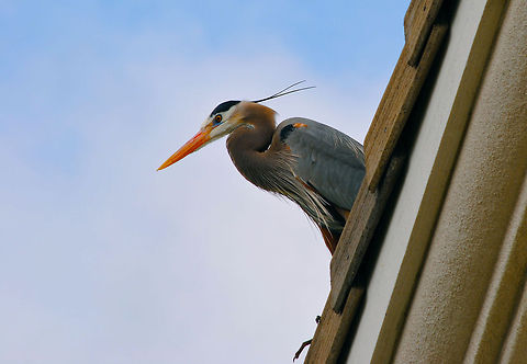 Great Blue Heron  Ardea herodias,Great Blue Heron