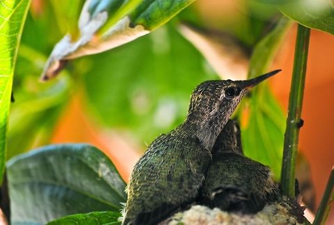 Hummingbirds  Hummingbird