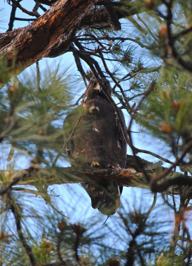 Golden Eagle  Aquila chrysaetos,Golden Eagle