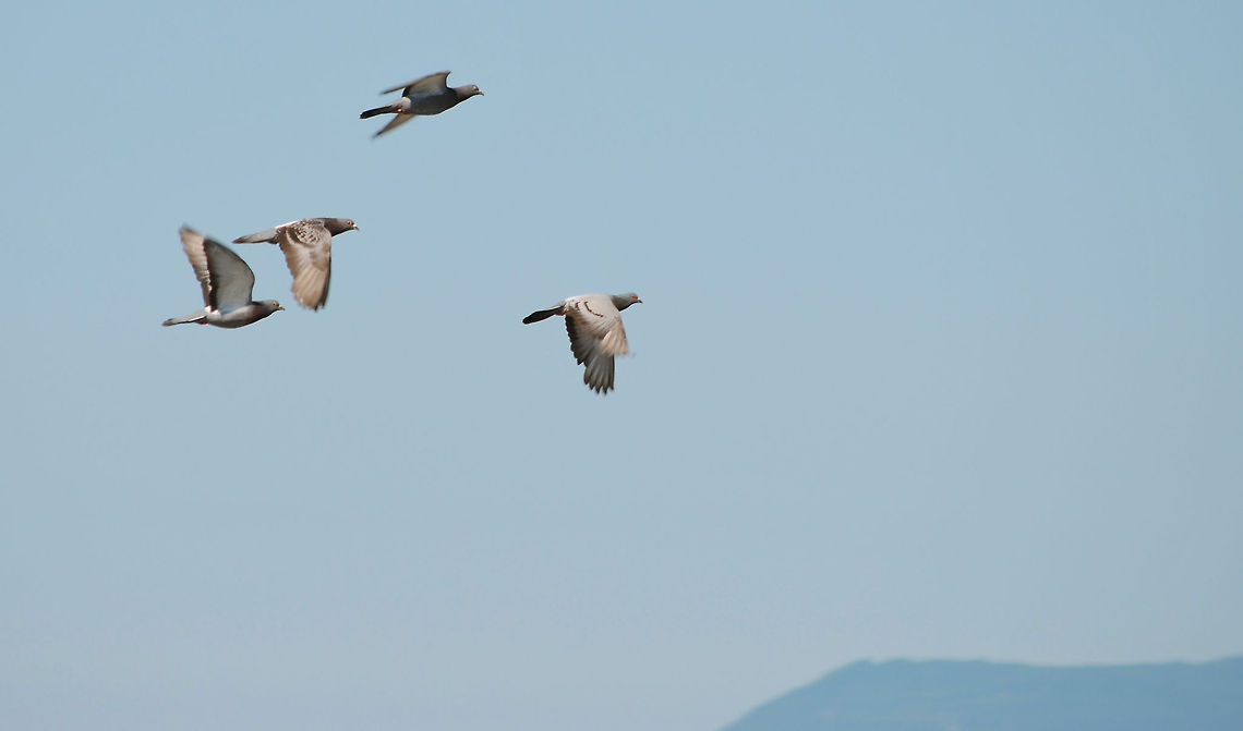 Flying Pigeons  Columba livia,Feral Rock Pigeon,Pigeons