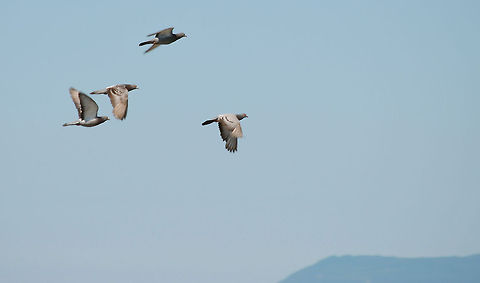 Flying Pigeons  Columba livia,Feral Rock Pigeon,Pigeons