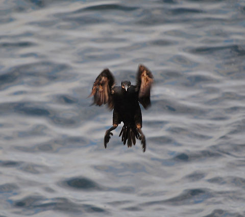 Coming In Not sure the species, any ideas?