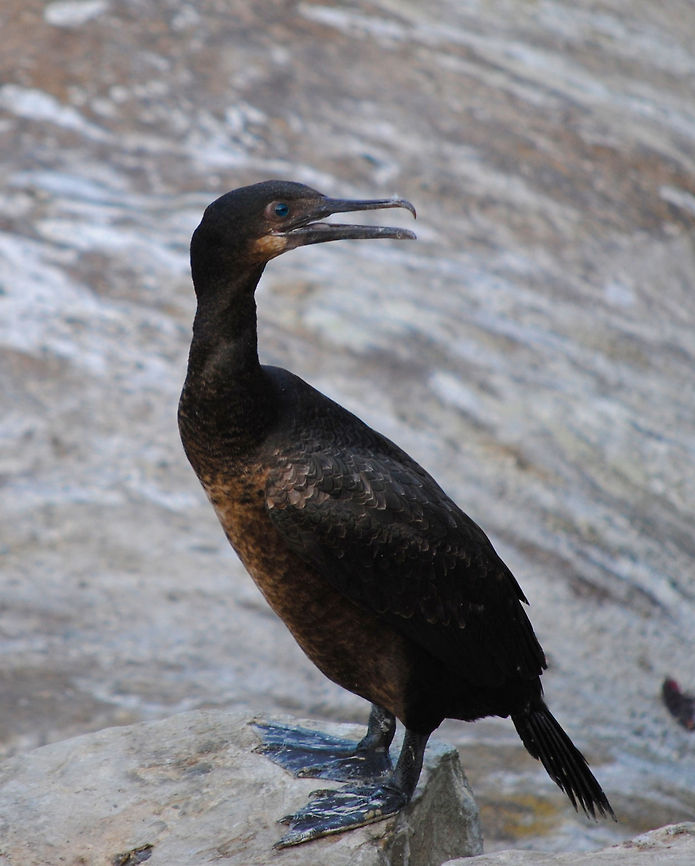 Brandt’s Cormorants I think?  Brandts Cormorant,Phalacrocorax penicillatus