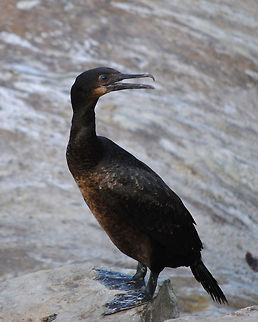 Brandt’s Cormorants I think?  Brandts Cormorant,Phalacrocorax penicillatus