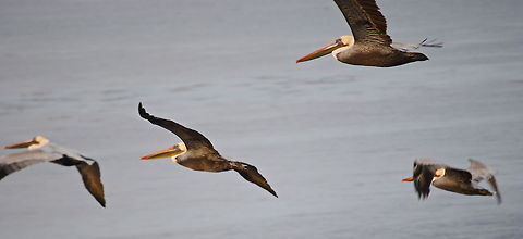 Brown Pelican Flock  Brown Pelican,Pelecanus occidentalis