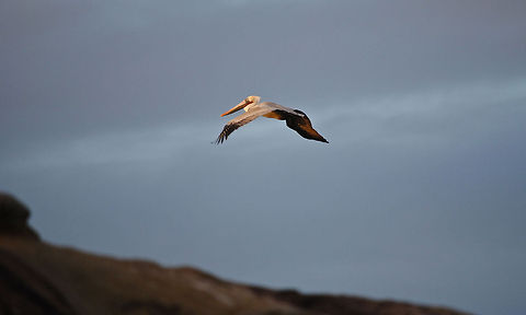Brown Pelican Flying Over the Hills  Brown Pelican,Pelecanus occidentalis