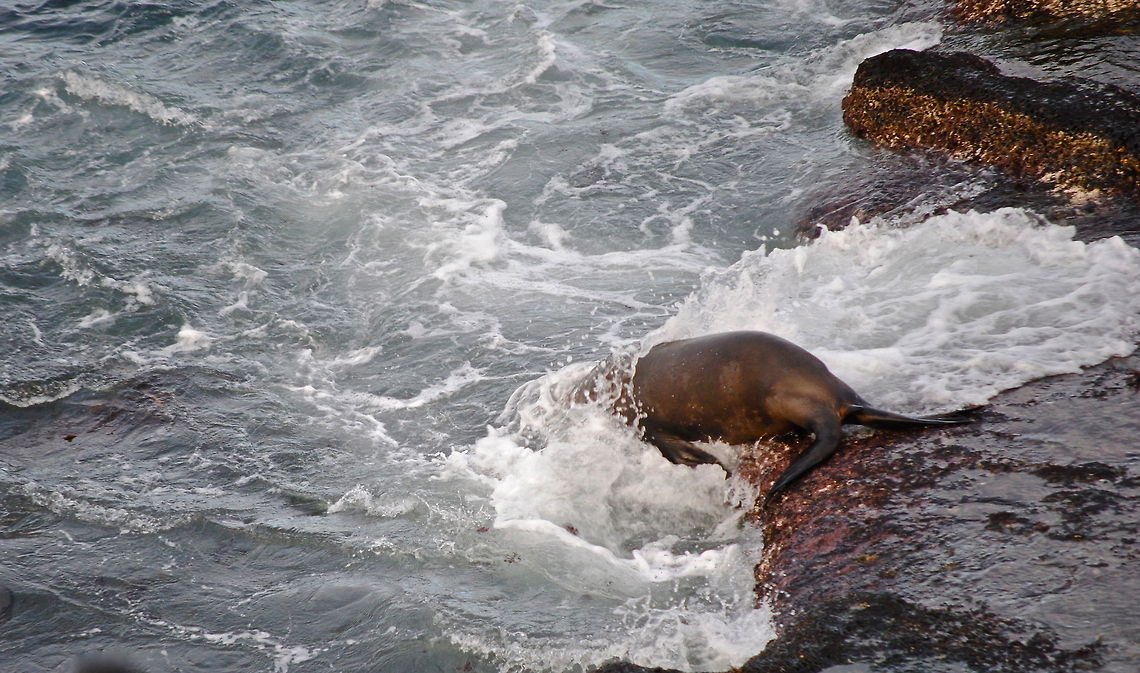 Sea Lion Going For a Swim  California sea lion,Zalophus californianus