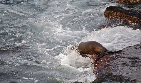 Sea Lion Going For a Swim  California sea lion,Zalophus californianus