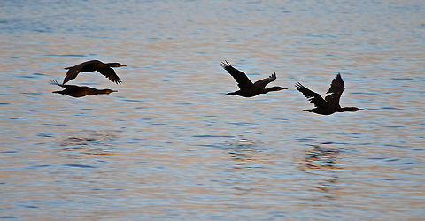 Some Species of Cormorant Flying