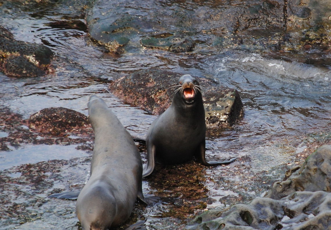 California Sea Lions  California sea lion,Zalophus californianus