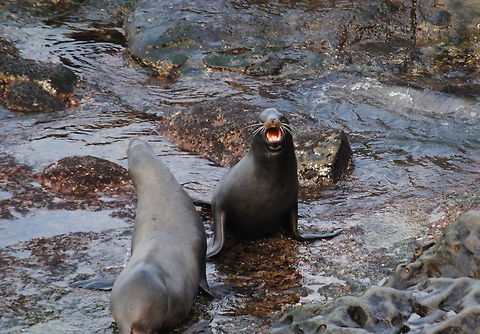 California Sea Lions  California sea lion,Zalophus californianus