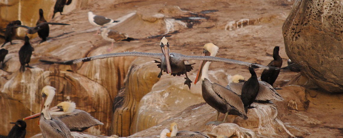 Brown Pelican Soaring  Brown Pelican,Pelecanus occidentalis